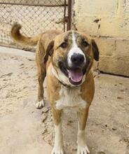 RUBY3, Hund, Mischlingshund in Spanien - Bild 2