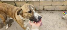 RUBY3, Hund, Mischlingshund in Spanien - Bild 3