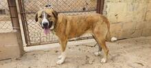 RUBY3, Hund, Mischlingshund in Spanien - Bild 4
