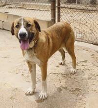 RUBY3, Hund, Mischlingshund in Spanien - Bild 5