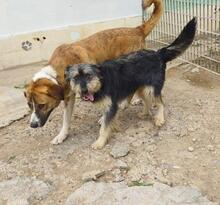 RUBY3, Hund, Mischlingshund in Spanien - Bild 6