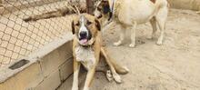RUBY3, Hund, Mischlingshund in Spanien - Bild 9
