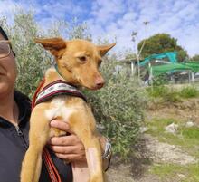 PILI, Hund, Mini Podenco-Mix in Spanien - Bild 1