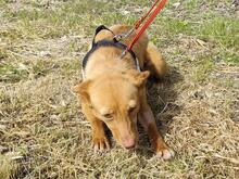 PILI, Hund, Mini Podenco-Mix in Spanien - Bild 2