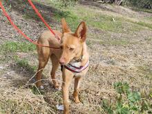 PILI, Hund, Mini Podenco-Mix in Spanien - Bild 4