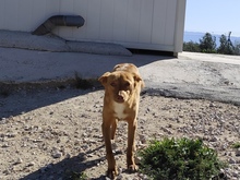 PILI, Hund, Mini Podenco-Mix in Spanien - Bild 5