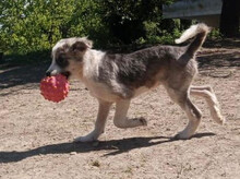 MAVI, Hund, Mischlingshund in Griechenland - Bild 3