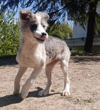 MAVI, Hund, Mischlingshund in Griechenland - Bild 4
