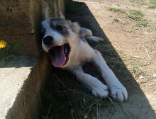 MAVI, Hund, Mischlingshund in Griechenland - Bild 6
