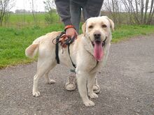 COLE, Hund, Labrador Retriever in Ungarn