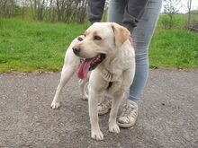 COLE, Hund, Labrador Retriever in Ungarn - Bild 10