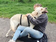 COLE, Hund, Labrador Retriever in Ungarn - Bild 11