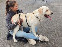 COLE, Hund, Labrador Retriever in Ungarn - Bild 12