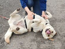 COLE, Hund, Labrador Retriever in Ungarn - Bild 14