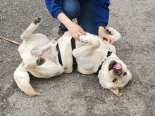COLE, Hund, Labrador Retriever in Ungarn - Bild 15