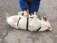 COLE, Hund, Labrador Retriever in Ungarn - Bild 16