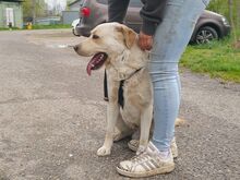 COLE, Hund, Labrador Retriever in Ungarn - Bild 17