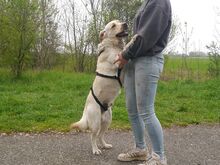 COLE, Hund, Labrador Retriever in Ungarn - Bild 18