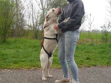 COLE, Hund, Labrador Retriever in Ungarn - Bild 19