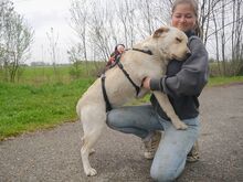 COLE, Hund, Labrador Retriever in Ungarn - Bild 2