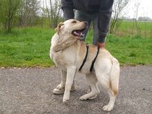 COLE, Hund, Labrador Retriever in Ungarn - Bild 20