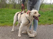 COLE, Hund, Labrador Retriever in Ungarn - Bild 21