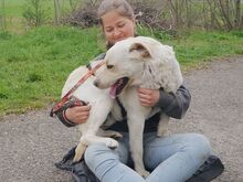 COLE, Hund, Labrador Retriever in Ungarn - Bild 22