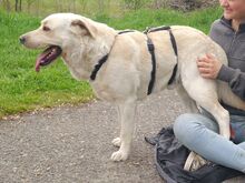 COLE, Hund, Labrador Retriever in Ungarn - Bild 23