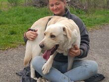 COLE, Hund, Labrador Retriever in Ungarn - Bild 24