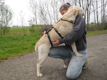 COLE, Hund, Labrador Retriever in Ungarn - Bild 3