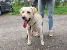COLE, Hund, Labrador Retriever in Ungarn - Bild 5
