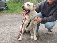 COLE, Hund, Labrador Retriever in Ungarn - Bild 6