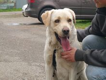 COLE, Hund, Labrador Retriever in Ungarn - Bild 7
