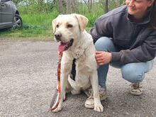 COLE, Hund, Labrador Retriever in Ungarn - Bild 8