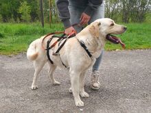 COLE, Hund, Labrador Retriever in Ungarn - Bild 9