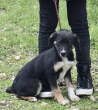 SHARY, Hund, Mischlingshund in Griechenland