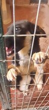 SHARY, Hund, Mischlingshund in Griechenland - Bild 2