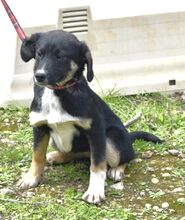 SHARY, Hund, Mischlingshund in Griechenland - Bild 3