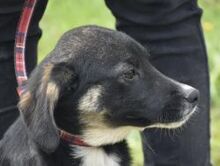 SHARY, Hund, Mischlingshund in Griechenland - Bild 5