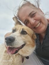 GRACE, Hund, Mischlingshund in Griechenland - Bild 1