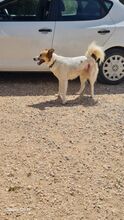 GRACE, Hund, Mischlingshund in Griechenland - Bild 2