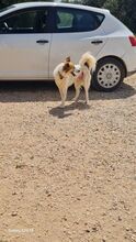 GRACE, Hund, Mischlingshund in Griechenland - Bild 3