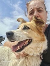 GRACE, Hund, Mischlingshund in Griechenland - Bild 4
