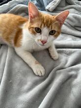 ALANI, Katze, Europäisch Kurzhaar in Mülheim