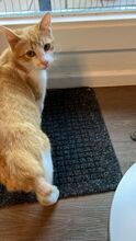 ALANI, Katze, Europäisch Kurzhaar in Mülheim - Bild 2