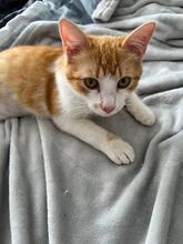 ALANI, Katze, Europäisch Kurzhaar in Mülheim - Bild 5