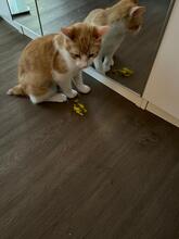 ALANI, Katze, Europäisch Kurzhaar in Mülheim - Bild 6