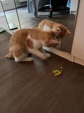 ALANI, Katze, Europäisch Kurzhaar in Mülheim - Bild 7