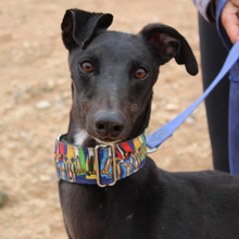 MORO, Hund, Galgo Español in Spanien - Bild 1