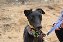 MORO, Hund, Galgo Español in Spanien - Bild 2